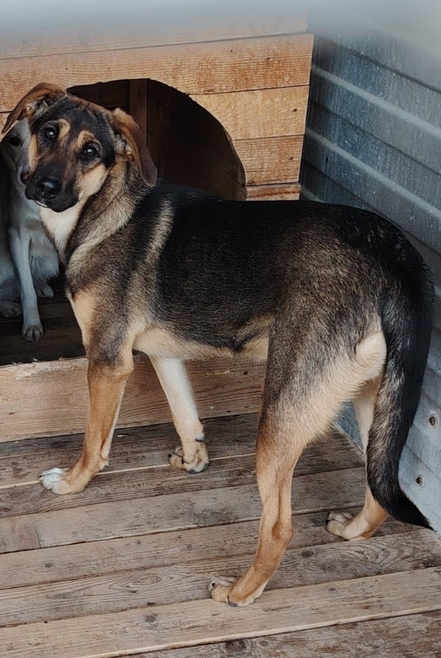 ������ ����