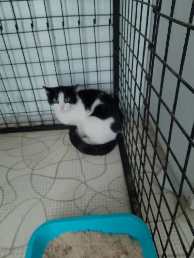 ������ �������