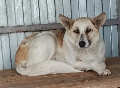 Кличка Омичка Кличка Омичка