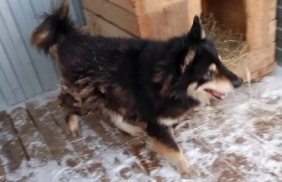 Кличка Хамелеон Кличка Хамелеон