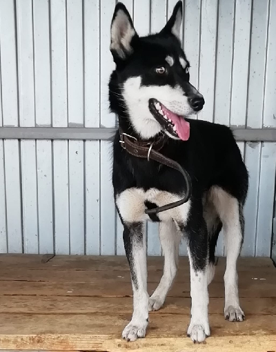 Кличка Фишка Кличка Фишка