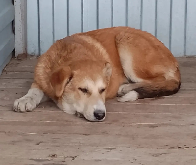 Кличка Макаренко Кличка Макаренко