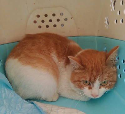 Кличка Муся Кличка Муся