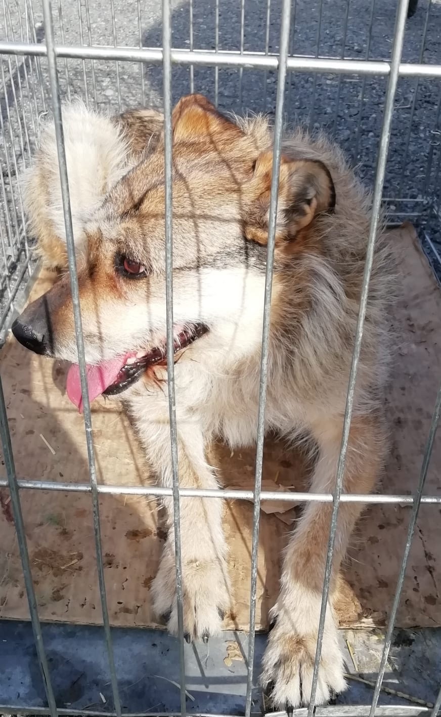 ������ �����