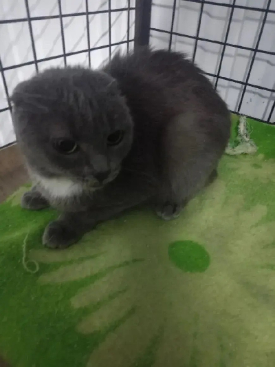 Кличка Богиня Кличка Богиня