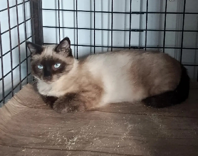 Кличка Кис Кличка Кис