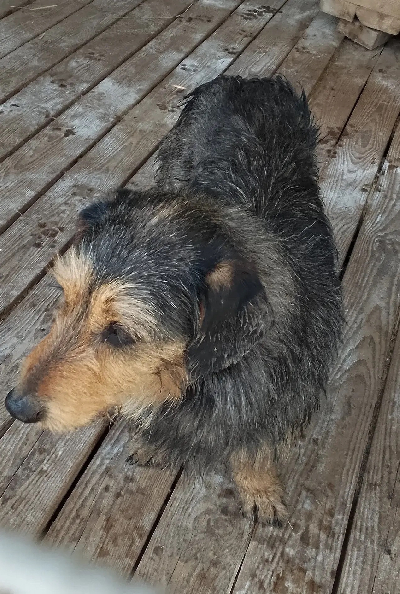 Кличка Шарик Кличка Шарик