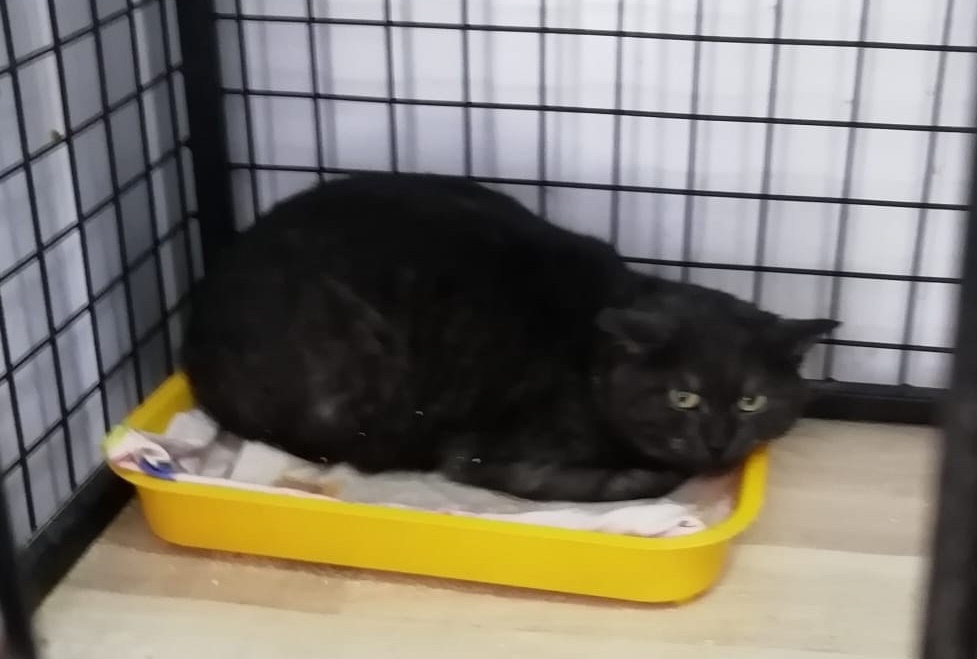 ������ �����