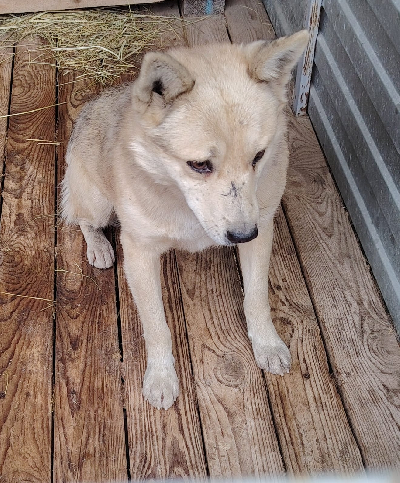 Кличка Орлик Кличка Орлик