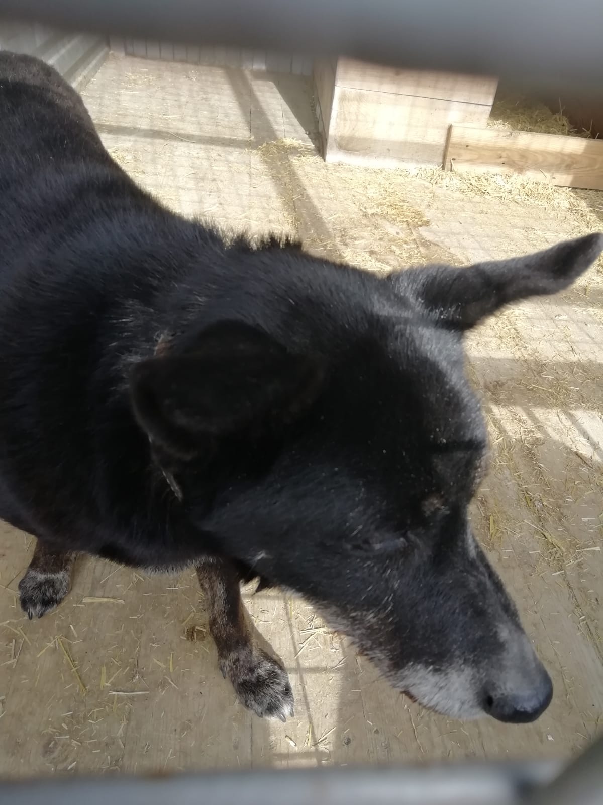 ������ ׸����