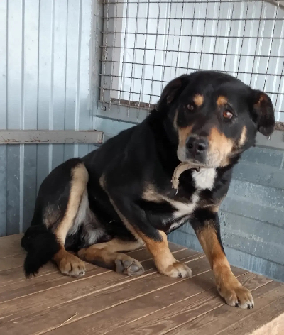 Кличка Рок Кличка Рок