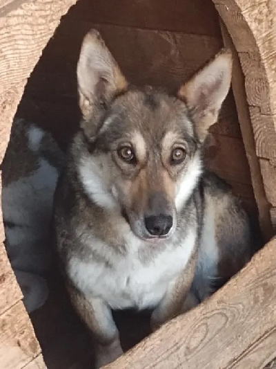 Кличка Коротышка Кличка Коротышка