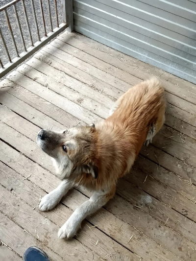 Кличка Джим Кличка Джим