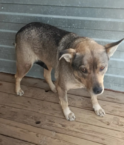 Кличка Пальма Кличка Пальма