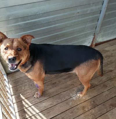 Кличка Чери Кличка Чери