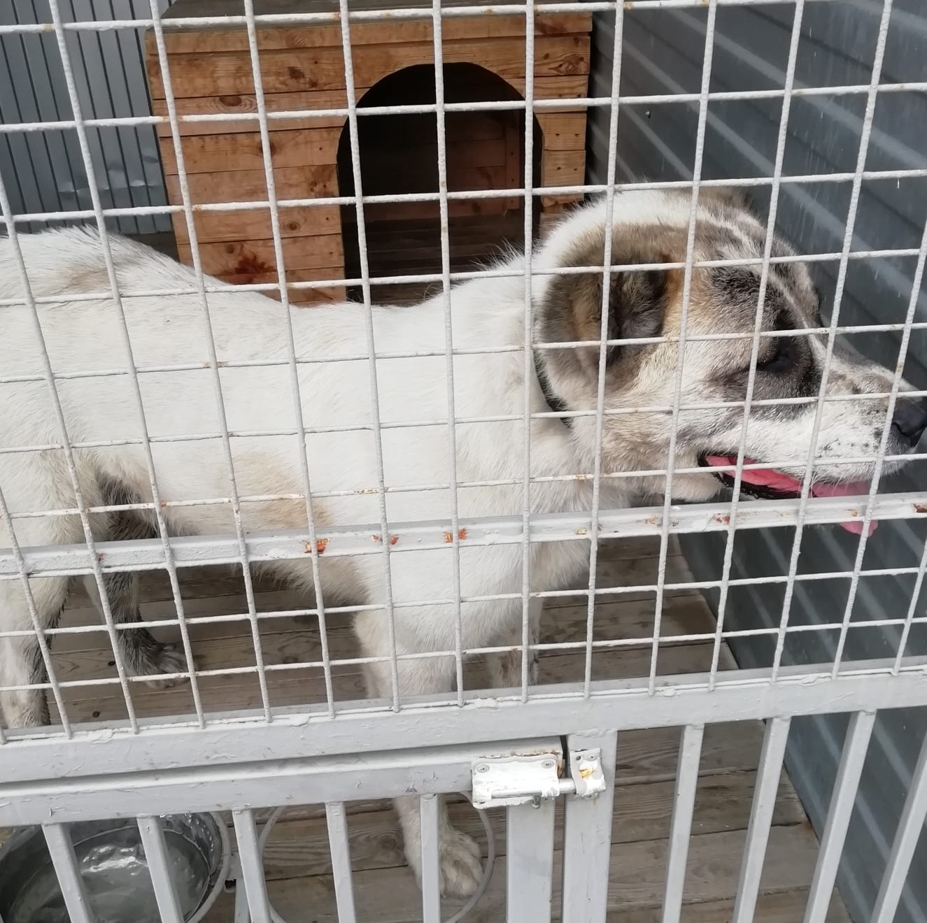 ������ ����