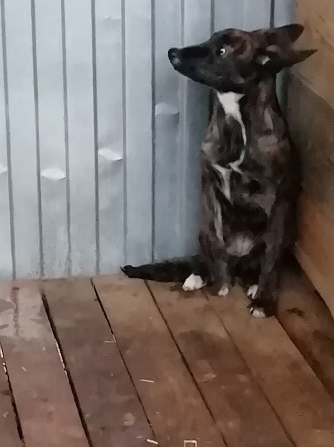 ������ �������