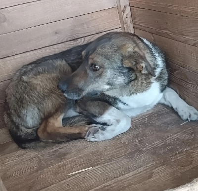 Кличка Бобр Кличка Бобр