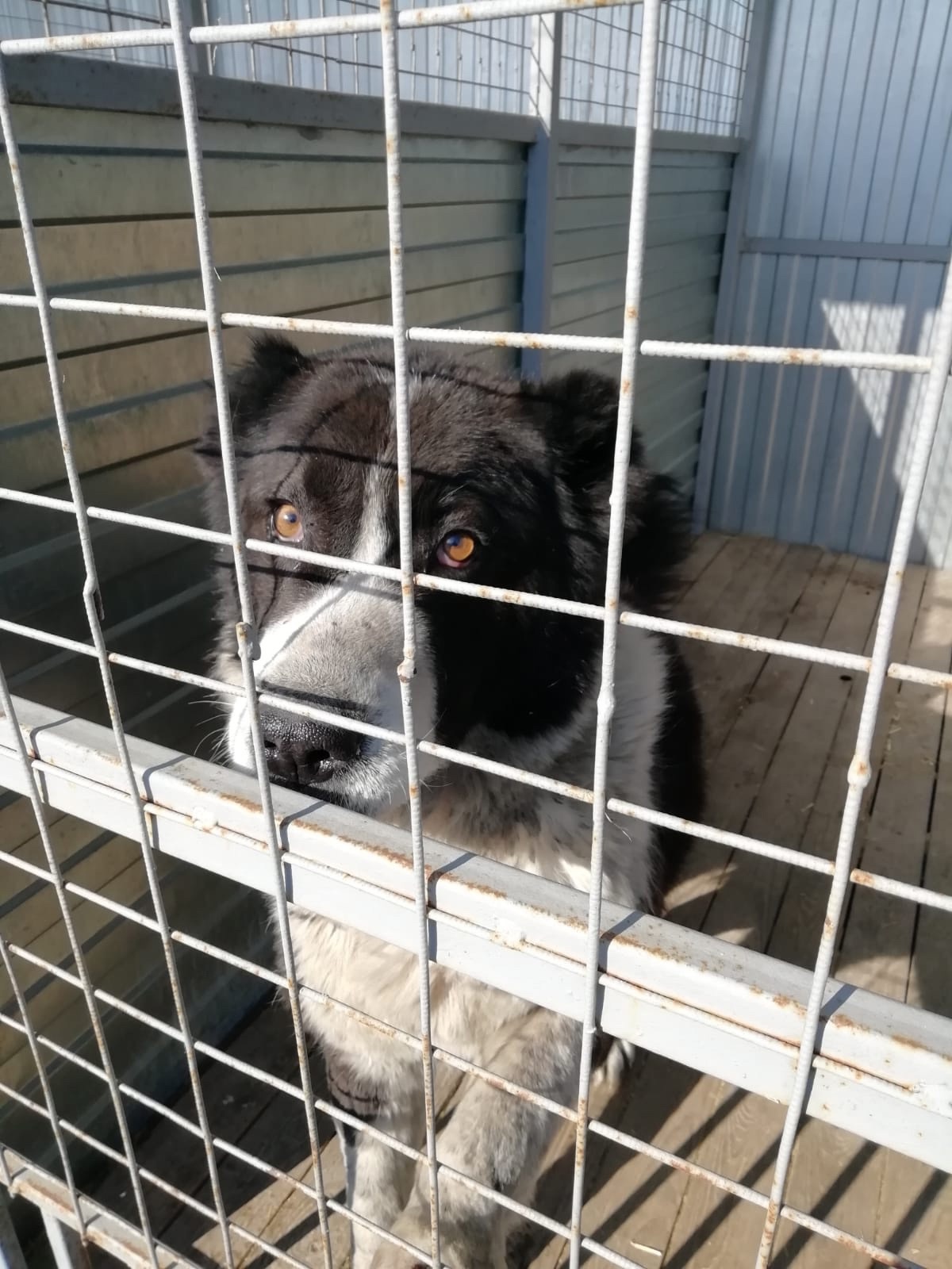 ������ ������