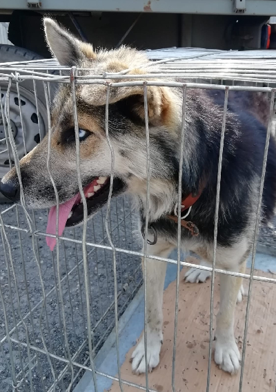Кличка Дочка Кличка Дочка