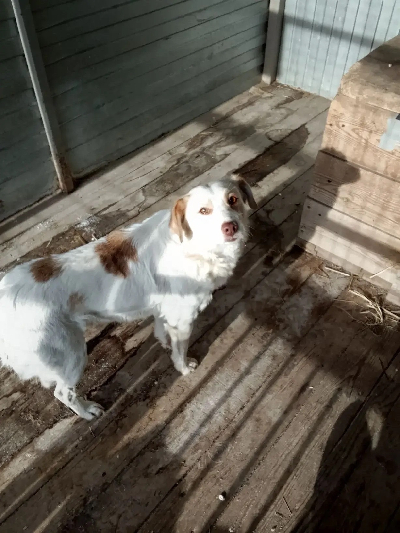 ������ ����